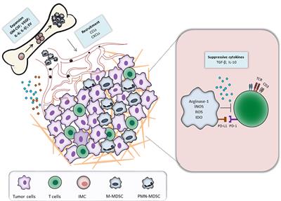 Targeting Myeloid-Derived Suppressor Cells to Bypass Tumor-Induced Immunosuppression